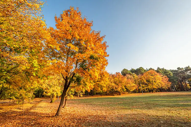 Fall foliage in a field